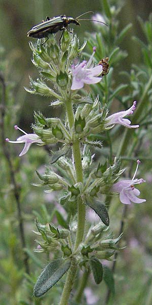 Thymus oenipontanus \ Innsbrucker Thymian, Tiroler Quendel / Innsbruck Thyme, I Gole del Salinello bei/near Ripe 6.6.2007