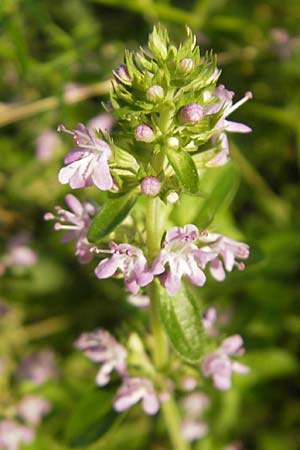 Thymus pulegioides / Large Thyme, I Albisola 22.5.2010