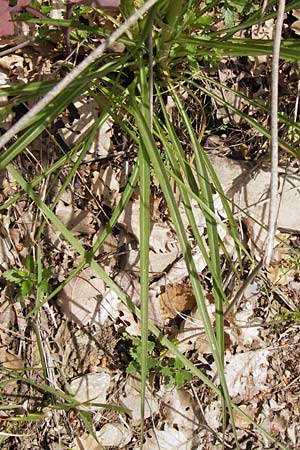 Scorzonera aristata ? \ Grannen-Schwarzwurzel / Bearded Viper's Grass, I Liguria, Dolcedo 30.5.2013