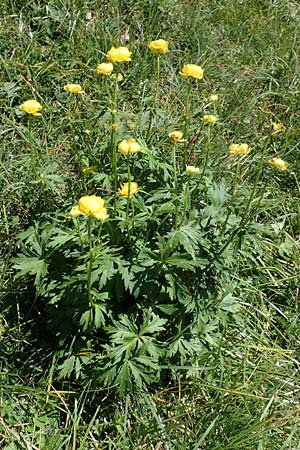 Trollius europaeus \ Trollblume / Globe Flower, I Alpi Bergamasche, Pizzo Arera 7.6.2017