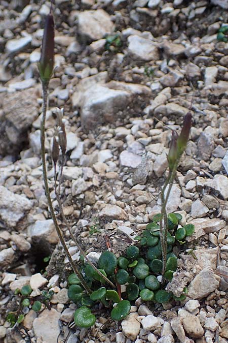 Soldanella minima / Smallest SoldanellaSnowbell, I Prags,  Weißlahnsattel 6.7.2022