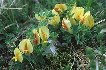 Cytisus hirsutus \ Behaarter Zwergginster, Behaarter Geiklee, I Assisi, Monte Subasio 17.5.2005