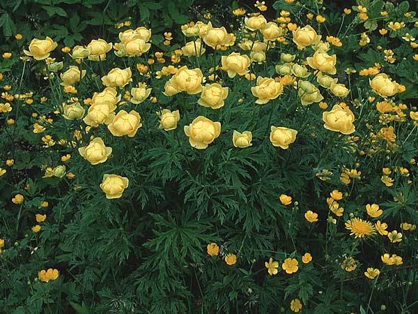 Trollius europaeus \ Trollblume / Globe Flower, I Tremalzo 30.6.1990