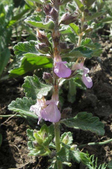 Teucrium scordium \ Knoblauch-Gamander / Water Germander, I Ancona 30.5.2007