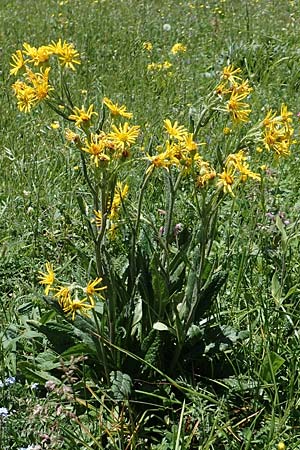 Tephroseris tenuifolia \ Läger-Greiskraut, Schweizer Aschenkraut, I Alpi Bergamasche, Pizzo Arera 7.6.2017