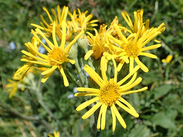 Tephroseris tenuifolia \ Lger-Greiskraut, Schweizer Aschenkraut / Groundsel, I Alpi Bergamasche, Pizzo Arera 7.6.2017