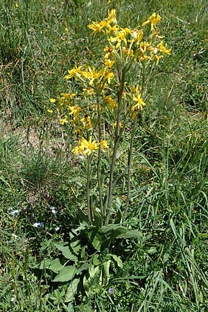 Tephroseris tenuifolia \ Läger-Greiskraut, Schweizer Aschenkraut, I Alpi Bergamasche, Pizzo Arera 7.6.2017