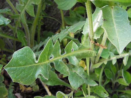 Urospermum dalechampii \ Weichhaariges Schwefelkpfchen, I Liguria, Castelvecchio di Rocca Barbena 19.5.2013