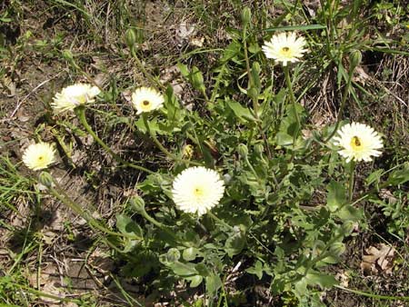 Urospermum dalechampii \ Weichhaariges Schwefelkpfchen / Sheep's Beard, I Liguria, Piana Crixia 21.5.2013