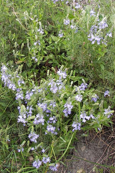 Veronica austriaca subsp. dubia \ Orsinis Ehrenpreis / Orsini's Speedwell, I Liguria, Pieve di Teco 27.5.2013