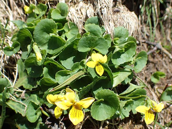 Viola biflora \ Gelbes Veilchen, I Alpi Bergamasche, Pizzo Arera 7.6.2017