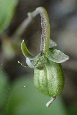 Viola biflora \ Gelbes Veilchen, I Südtirol,  Plätzwiese 5.7.2022