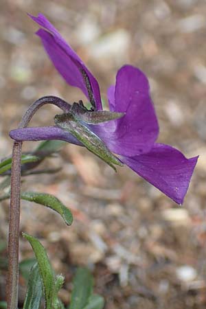 Viola dubyana \ Feinblttriges Veilchen / Duby's Pansy, I Alpi Bergamasche, Pizzo Arera 9.6.2017