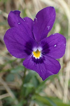 Viola dubyana \ Feinblttriges Veilchen / Duby's Pansy, I Alpi Bergamasche, Pizzo Arera 9.6.2017