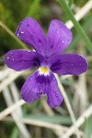 Viola dubyana \ Feinblttriges Veilchen / Duby's Pansy, I Alpi Bergamasche, Monte Alben 11.6.2017