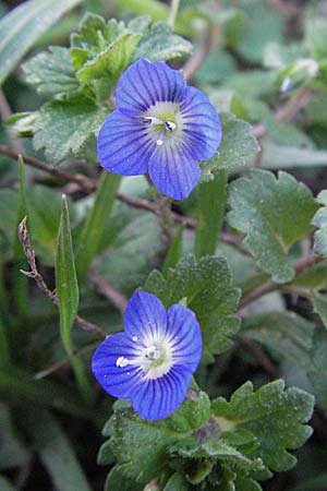 Veronica persica, Common Field Speedwell