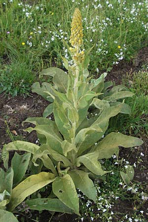 Verbascum longifolium \ Langblttrige Knigskerze / Long-Leaved Mullein, I Norcia 7.6.2007