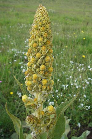 Verbascum longifolium \ Langblttrige Knigskerze / Long-Leaved Mullein, I Norcia 7.6.2007