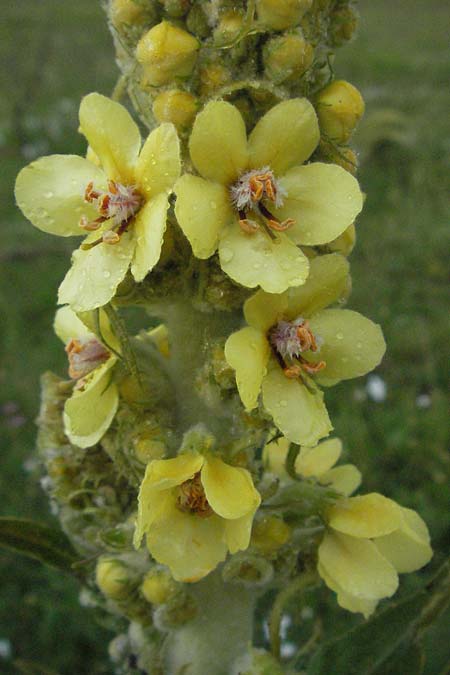 Verbascum longifolium \ Langblttrige Knigskerze / Long-Leaved Mullein, I Norcia 7.6.2007