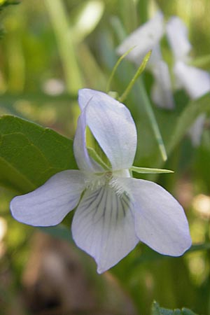 Viola elatior \ Hohes Veilchen, I Liguria, Sassello 22.5.2010