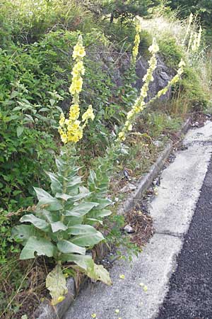 Verbascum densiflorum / Dense-flowered Mullein, I Trieste 27.6.2010