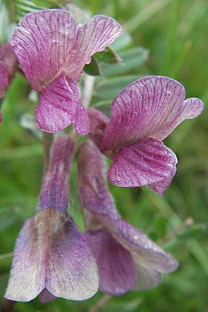 Vicia pannonica subsp. striata / Hungarian Vetch, I Monti Sibillini, Castelluccio 7.6.2007