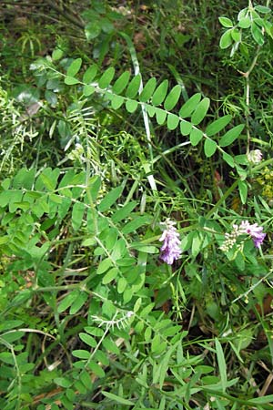 Vicia cracca \ Vogel-Wicke / Tufted Vetch, I Liguria, Castelvecchio di Rocca Barbena 19.5.2013