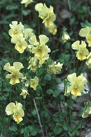 Viola eugeniae \ Eugenisches Veilchen, I Assisi, Monte Subasio 17.5.2005