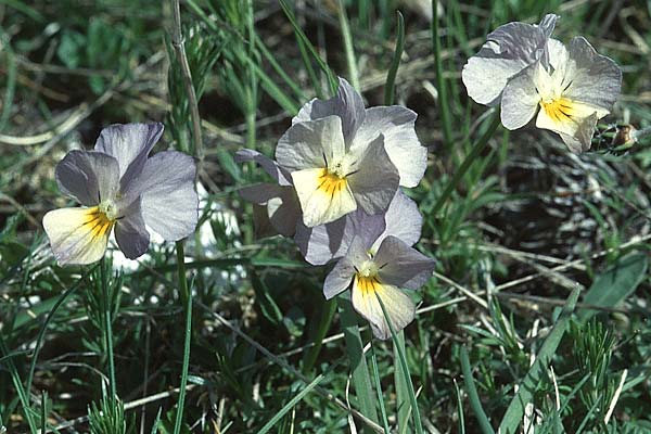 Viola eugeniae \ Eugenisches Veilchen / Eugenian Violet, I Campo Imperatore 22.5.2005