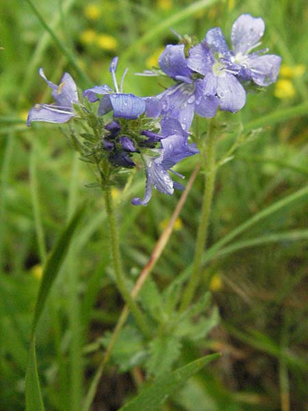 Veronica orsiniana / Orsini's Speedwell, I Campo Imperatore 5.6.2007