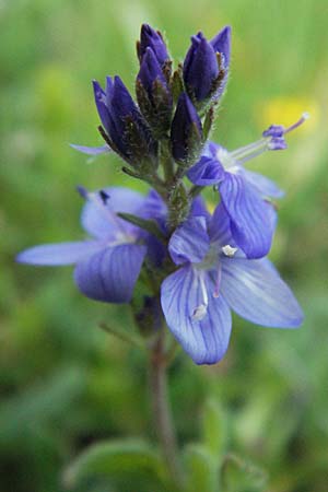 Veronica orsiniana / Orsini's Speedwell, I Campo Imperatore 5.6.2007