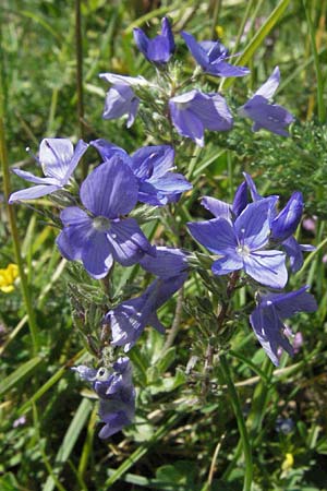 Veronica orsiniana / Orsini's Speedwell, I Norcia 7.6.2007