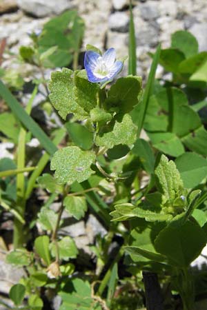 Veronica persica \ Persischer Ehrenpreis, I Liguria, Castelvecchio di Rocca Barbena 19.5.2013