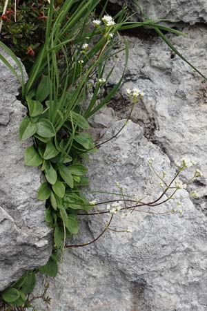 Valeriana saxatilis / Rock Valerian, I Alpi Bergamasche, Monte Alben 11.6.2017