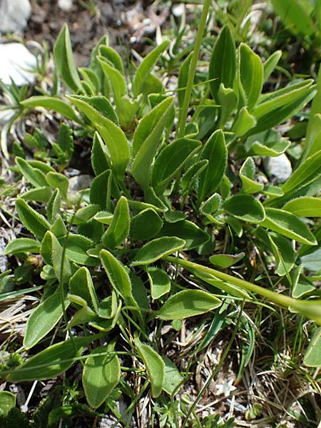 Valeriana saxatilis \ Felsen-Baldrian / Rock Valerian, I Südtirol,  Plätzwiese 5.7.2022