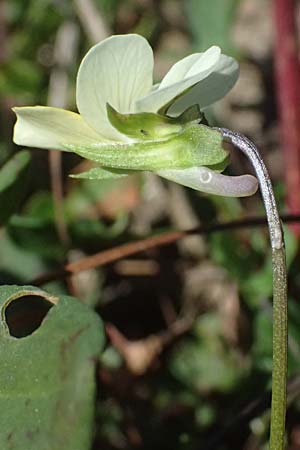 Viola saxatilis / Rock Pansy, I Liguria, Passo di Cento Croci 27.9.2023