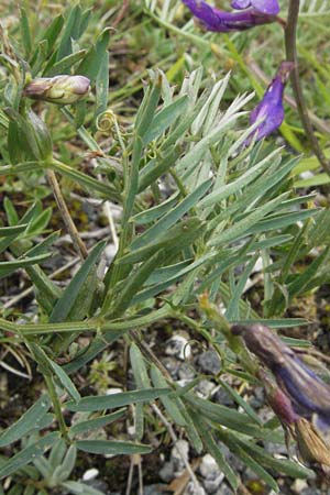 Vicia onobrychioides / False Sainfoin, I Campo Imperatore 5.6.2007