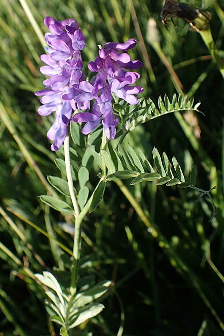 Vicia cracca \ Vogel-Wicke / Tufted Vetch, I Südtirol,  Plätzwiese 5.7.2022