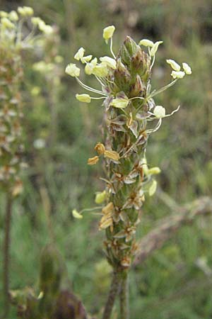 Plantago maritima subsp. serpentina / Fleshy Plantain, I Monti Sibillini 8.6.2007