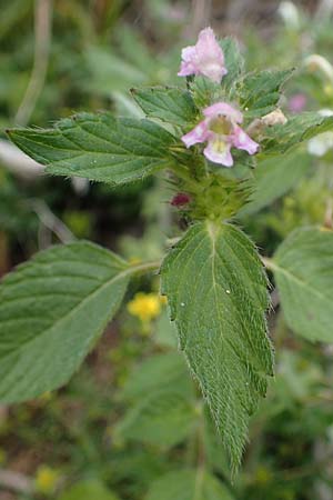 Galeopsis pubescens \ Weichhaariger Hohlzahn / Downy Hemp-Nettle, I Südtirol,  Gsieser Tal 7.7.2022