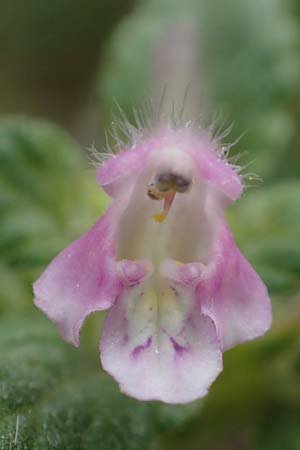 Galeopsis pubescens \ Weichhaariger Hohlzahn, I Südtirol,  Gsieser Tal 7.7.2022