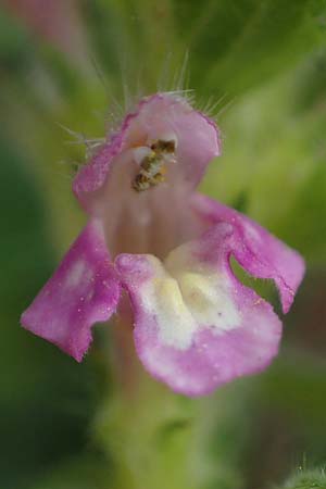 Galeopsis pubescens \ Weichhaariger Hohlzahn / Downy Hemp-Nettle, I Südtirol,  Gsieser Tal 7.7.2022