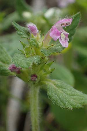 Galeopsis pubescens \ Weichhaariger Hohlzahn, I Südtirol,  Gsieser Tal 7.7.2022