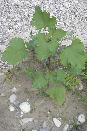 Xanthium italicum / Italian Cocklebur, I Isola dei Morti 26.6.2010