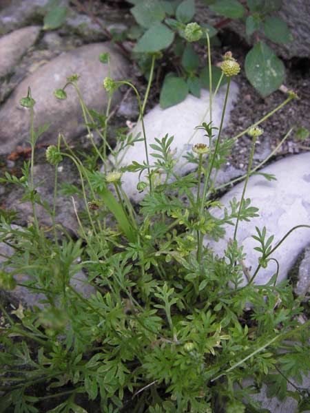 Cotula australis \ Australische Laugenblume, Fiederpolster / Common Cotula, Southern Waterbuttons, I Liguria, Cervo 30.5.2013