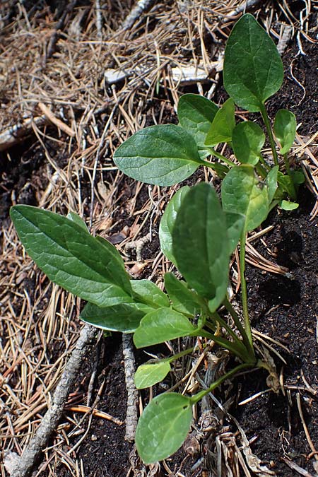 Valeriana dioica \ Sumpf-Baldrian / Marsh Valerian, I Südtirol,  Plätzwiese 5.7.2022