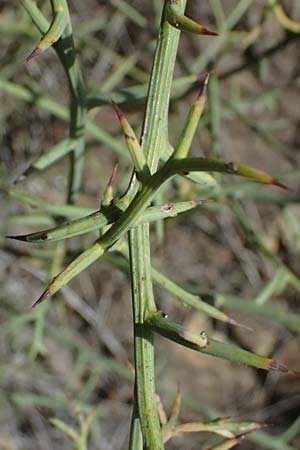 Calicotome spinosa \ Stacheliger Dorn-Ginster / Thorny Broom, I Liguria, Moneglia 26.9.2023