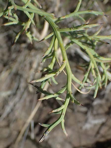 Calicotome spinosa \ Stacheliger Dorn-Ginster / Thorny Broom, I Liguria, Moneglia 26.9.2023