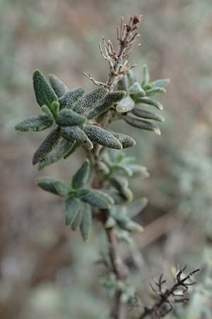 Fumana thymifolia \ Thymianblttriges Nadelrschen, I Liguria, Bonassola 4.10.2023