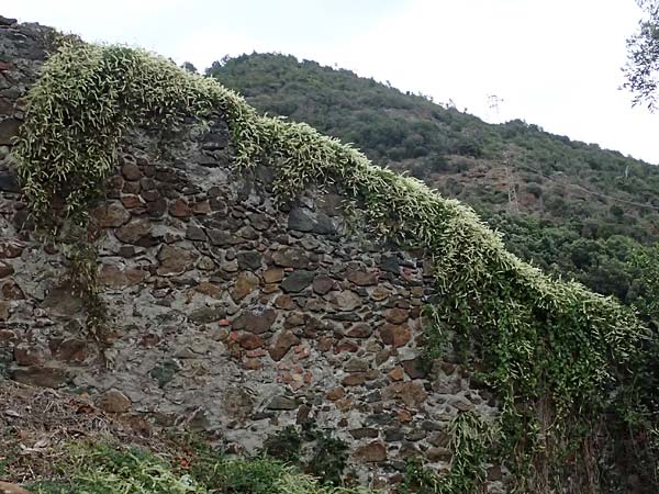 Anredera cordifolia \ Madeirawein, Basellkartoffel, I Liguria, Bonassola 4.10.2023